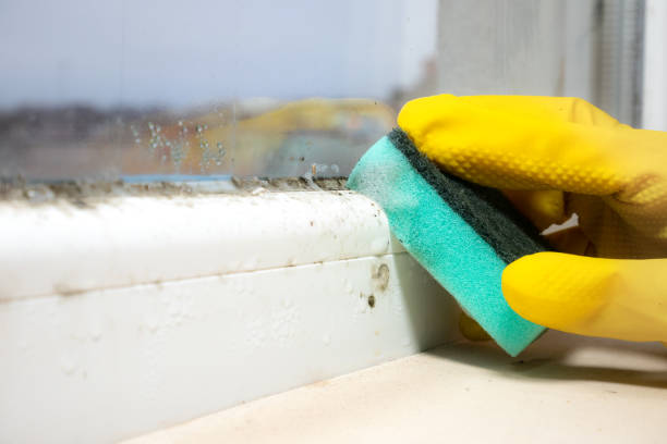 Best Crawl Space Mold Removal  in Pasadena, MD