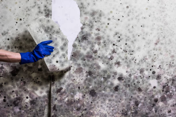 Best Mold Remediation  in Pasadena, MD