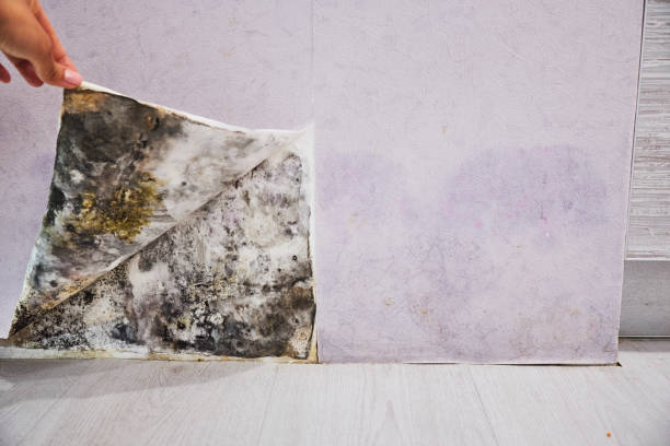 Pasadena, MD Mold Removal Company